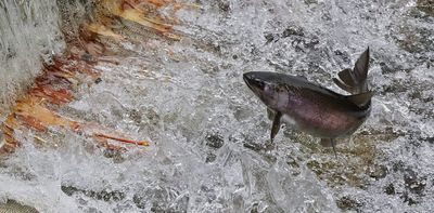 Habitat loss and over-exploitation are leading to a decline in salmon populations
