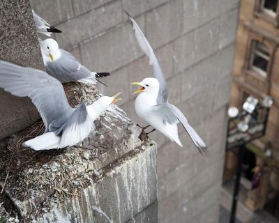 Gulls and their guano are a filthy menace