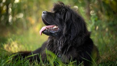 Newfoundlands are big friendly giants with a great work ethic