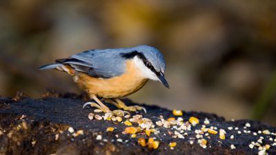 'Chirp-cuterie' boards are our latest bird feeding obsession – you can recreate this delightful backyard trend in 5 easy steps
