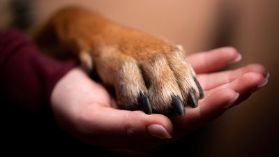 What actually is an emotional support dog? And how can they help?