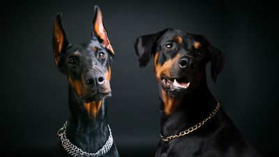 European Doberman vs American Doberman: What’s the difference?