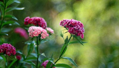 9 nostalgic plants your grandparents loved to grow and nurture – and why you should grow them too
