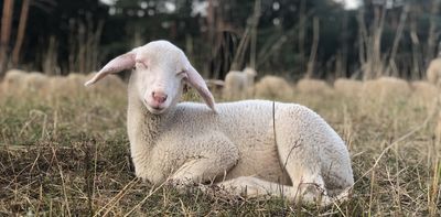 No country for old poets? Barry Hill’s Lamb is a work of vitality and rejuvenation