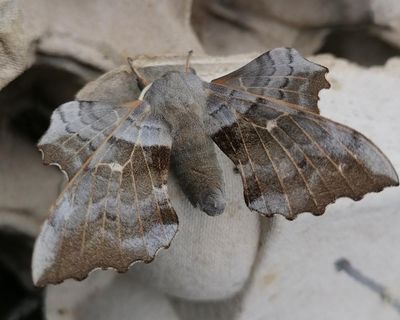 Country diary: A moth that is more extraterrestrial than earthling