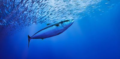 The historic High Seas Treaty is almost reality. Here’s what it would mean for ocean conservation