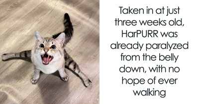 Rescued Paralyzed Cat Doesn’t Let Disability Stop Him From Zooming Around In His Wheelchair