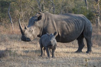 Dehorning rhinos — to save them