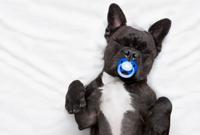 It's time to legitimize pet parents