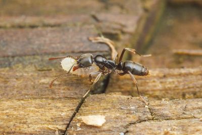 Ant no stopping us now: insect with potent sting continues march across US