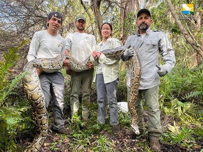 Florida removes record haul of invasive pythons in effort to curb population