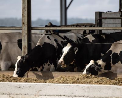‘How the hell is that fair?’ Australian dairy farmers say milk price offer won’t cover rising costs