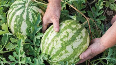 7 plants to grow with watermelon for the best harvest ever, plus the crops to avoid