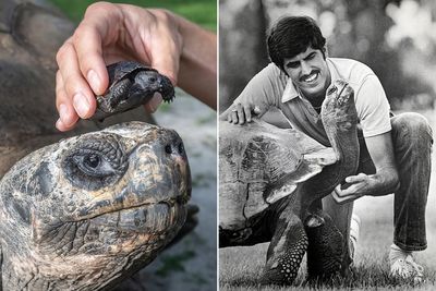 Giant tortoise celebrates his 135th birthday - and first Father’s Day - at Miami Zoo