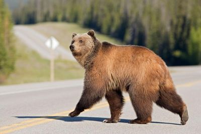 Canada’s security operation for G7 summit faces unorthodox threat … bears