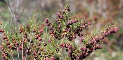 A weird group of boronias puzzled botanists for decades. Now we’ve solved the pollination mystery