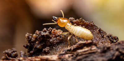 Ancient termite poo reveals 120 million-year-old secrets of Australia’s polar forests