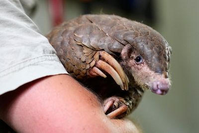 The world’s most trafficked mammal on ‘razor’s edge of extinction’