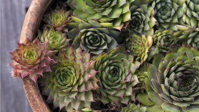 Best plants for a crevice garden – 7 miniature yet mighty plants that will thrive in extreme conditions