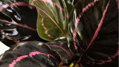 How to create your own calathea potting soil mix – the perfect recipe to help these temperamental plants flourish
