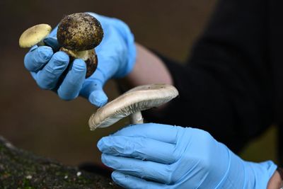 Surge in death cap mushrooms in NSW and SA as scientists warn some deadly fungi look like supermarket varieties