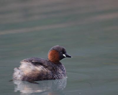 Country diary: Sometimes the shy visitors are the most welcome