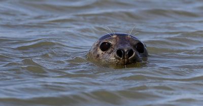 'Real wake-up call': Significant decline among harbour seals in Scotland, study finds