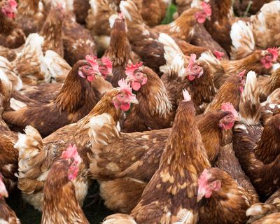 Farmers call for UK animal welfare rules to be upheld in Gulf states deal