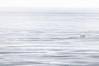 Norway’s new rules to protect polar bears from tourists slammed as ‘conservation fascism’