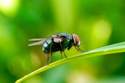 What is the New World screwworm? The flesh-eating fly making a comeback