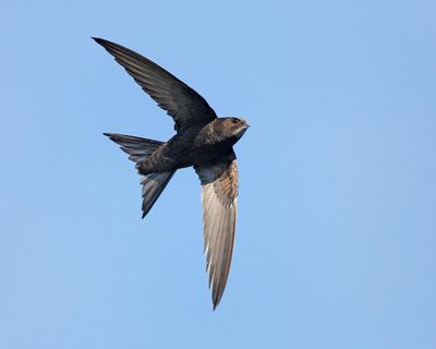 Swifts’ decline: how can Britons help these remarkable birds?