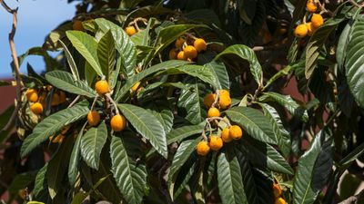 How to plant loquat seeds – experts share 3 simple steps for growing healthy fruit trees from seed