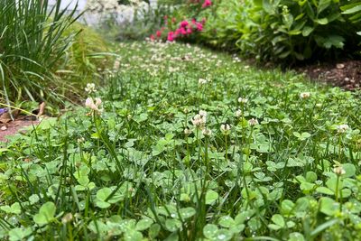 Weeds aren't just nuisances, they're messengers. Here's what they can tell you