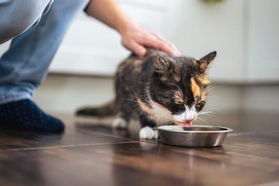 How to keep your pets cool in the heat