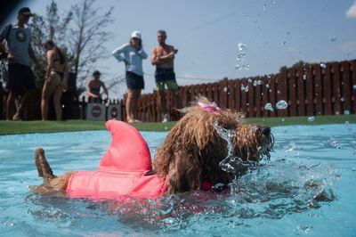 How to keep your pets cool in the heat