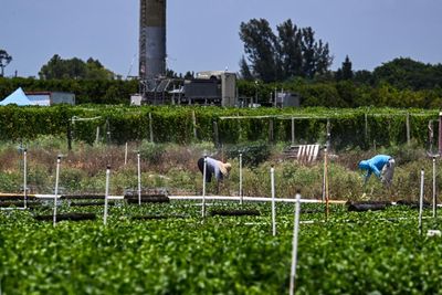 Trump orders Ice raids on farms and hotels after pausing them days earlier