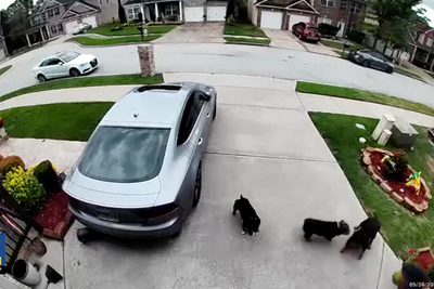 Couple says they are ‘traumatized’ after being attacked by three small dogs in their yard