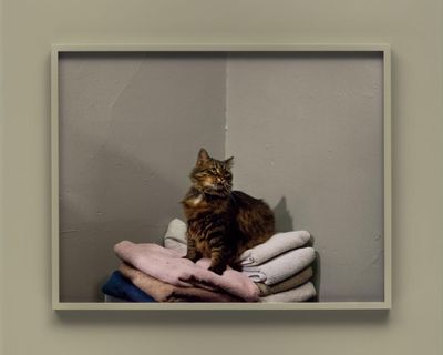Meet Miss Sassy, the cat who sparked Trump’s pet-eating ravings: Taryn Simon’s thrilling election photographs