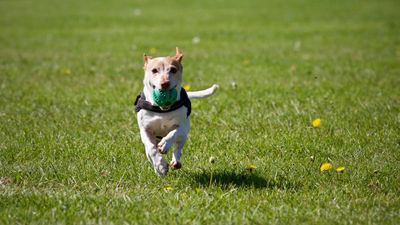 12 Money-Saving Hacks for Pet Owners