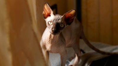 8 bald and beautiful hairless cat breeds