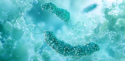 Alzheimer’s: bacteria that causes stomach ulcers may protect the brain, our new research indicates