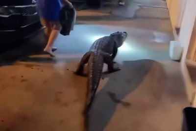 Alligator found outside Virginia motel after getting loose while being moved from New York to North Carolina zoo