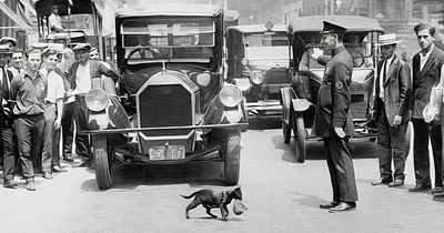 29 Vintage Photos Of Cats Posing With Famous People And Interesting Personalities (New Pics)