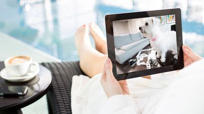 Research shows almost half of pet owners video call their pets while on vacation