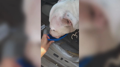 North Carolina Police Officer Condemned Good Samaritan Who Rescued Dog Locked in Hot Car. He's Now Under Investigation