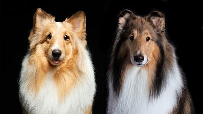 Shetland Sheepdog vs collie: Can you tell the difference?