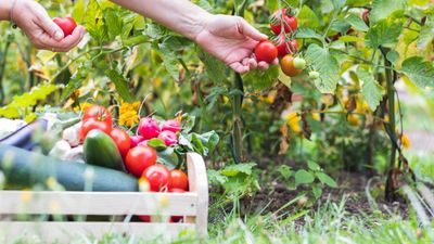 Is it too late to plant tomatoes in June? A growing expert shares all you need to know to get a successful fruit crop