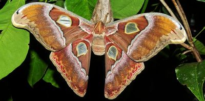 Saving species starts at home: how you can help Australia’s 1,000 threatened invertebrates