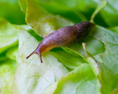 What is rat lungworm disease and why are cases rising in dogs in Australia?