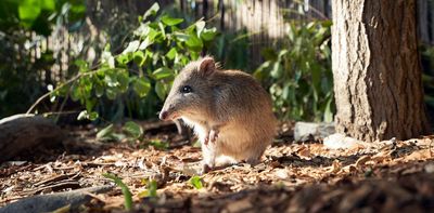 ‘Guerrilla rewilding’ aims for DIY conservation – but it may do more harm than good